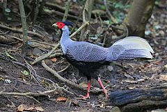 Kalij Pheasant